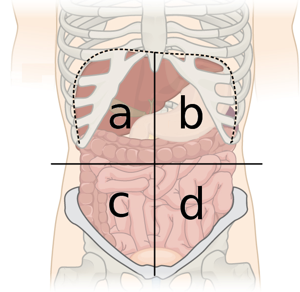 four quadrants of the abdomen